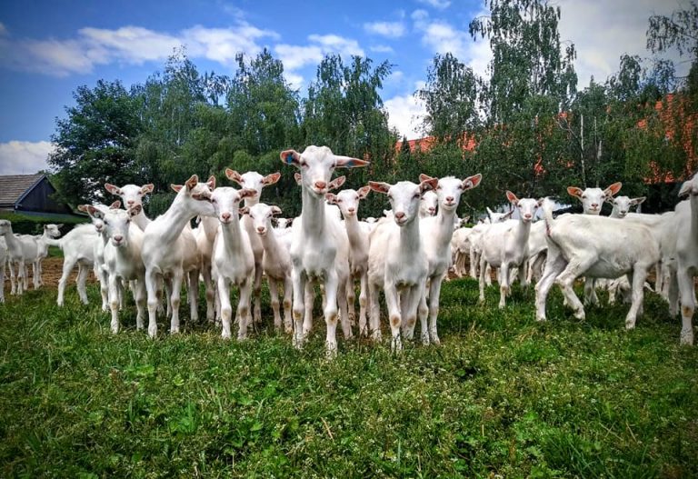 Alberta Goat Breeders Alberta Goat Breeders